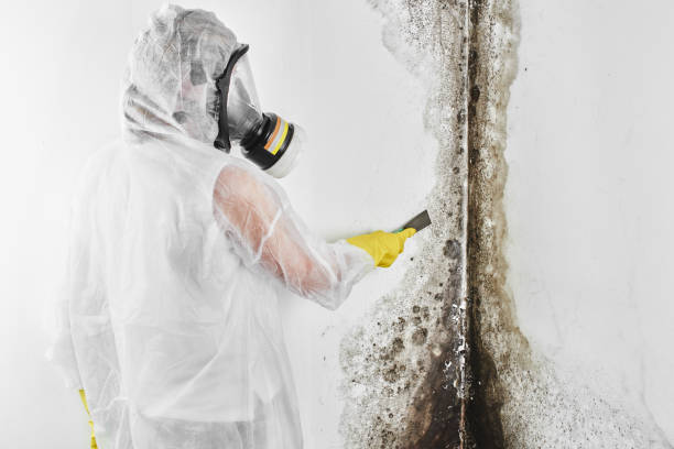Best Mold Remediation Services  in Toledo, IL
