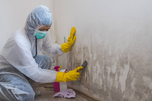 Best Mold Testing  in Toledo, IL