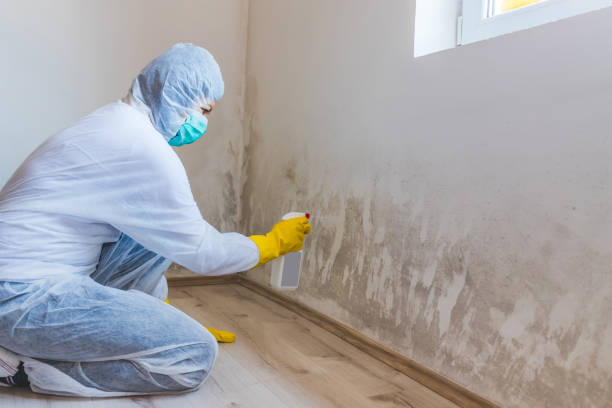Best Attic Mold Removal  in Toledo, IL