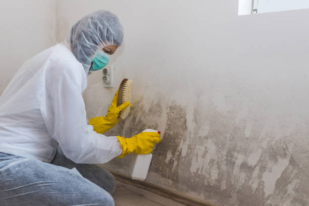 Attic Mold Removal in Toledo, IL