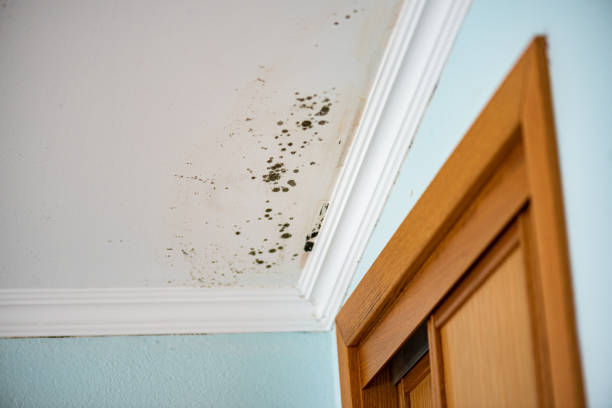 Best Local Mold Removal Service  in Toledo, IL