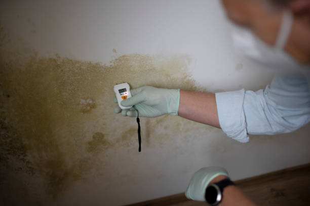 Best Home Mold Removal  in Toledo, IL