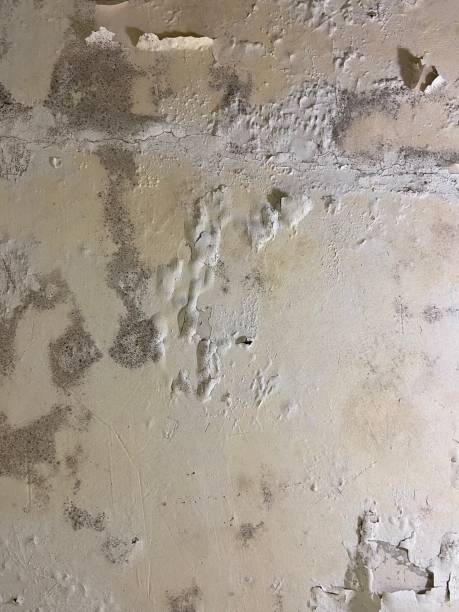 Best Emergency Mold Removal  in Toledo, IL