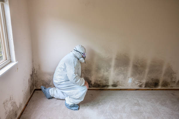 Best Professional Mold Removal  in Toledo, IL