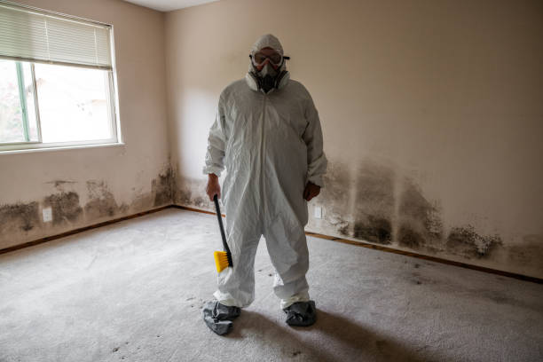Best Affordable Mold Removal  in Toledo, IL