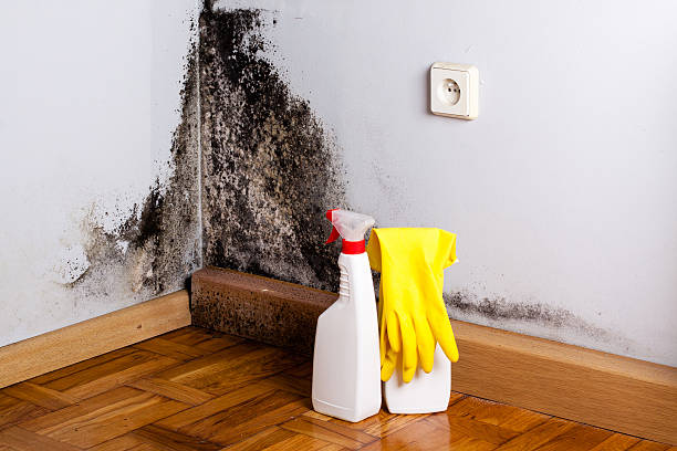 Best Mold Removal Process  in Toledo, IL