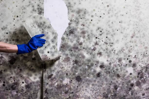 Best Mold Cleaning Services  in Toledo, IL
