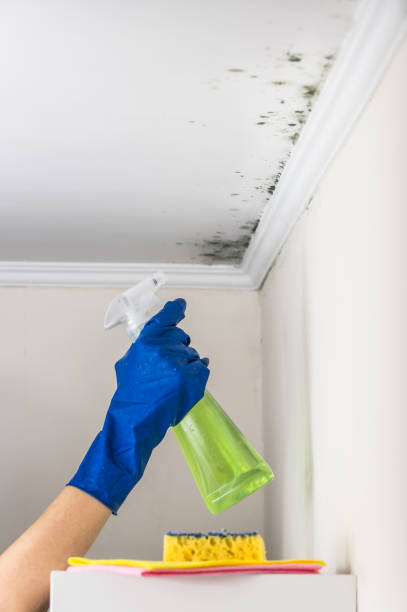 Best Toxic Mold Removal  in Toledo, IL
